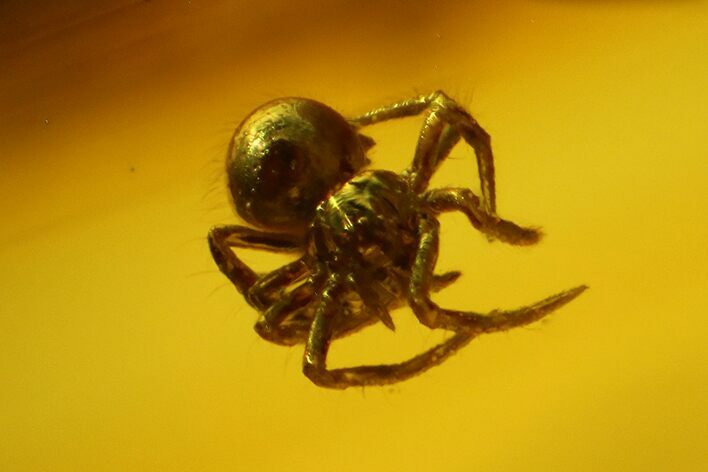 Fossil Spider (Araneae) in Baltic Amber #142197